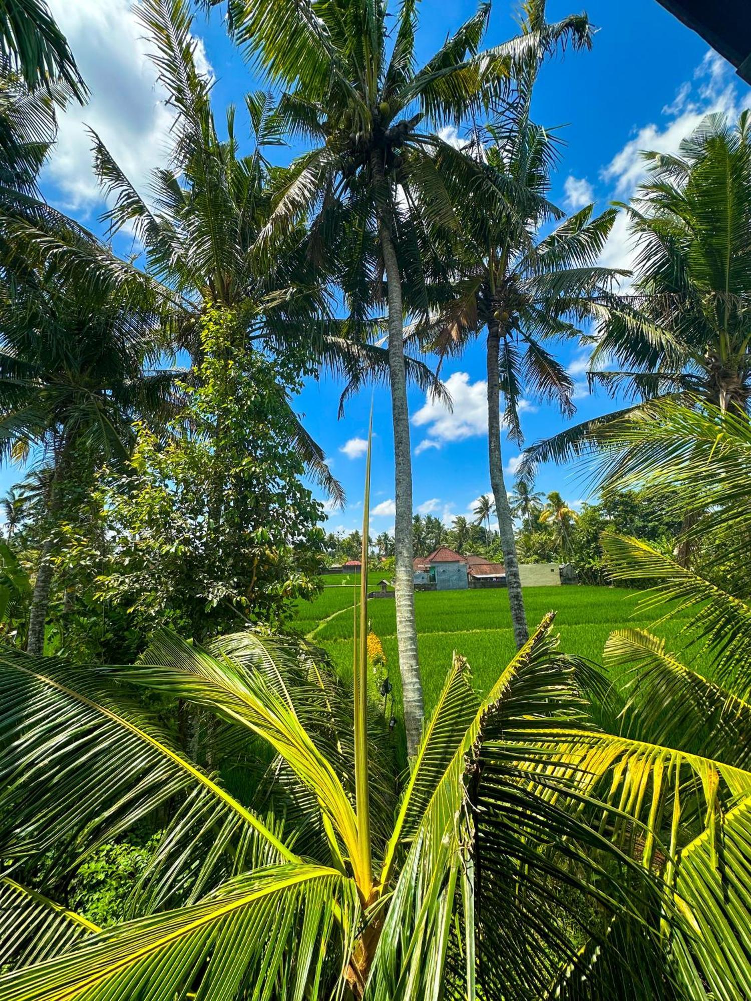 Nunu Bali Eco Friendly Retreat Otel Canggu Dış mekan fotoğraf