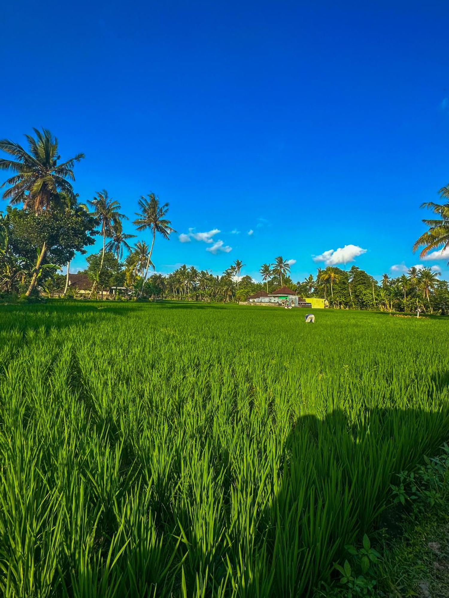 Nunu Bali Eco Friendly Retreat Otel Canggu Dış mekan fotoğraf