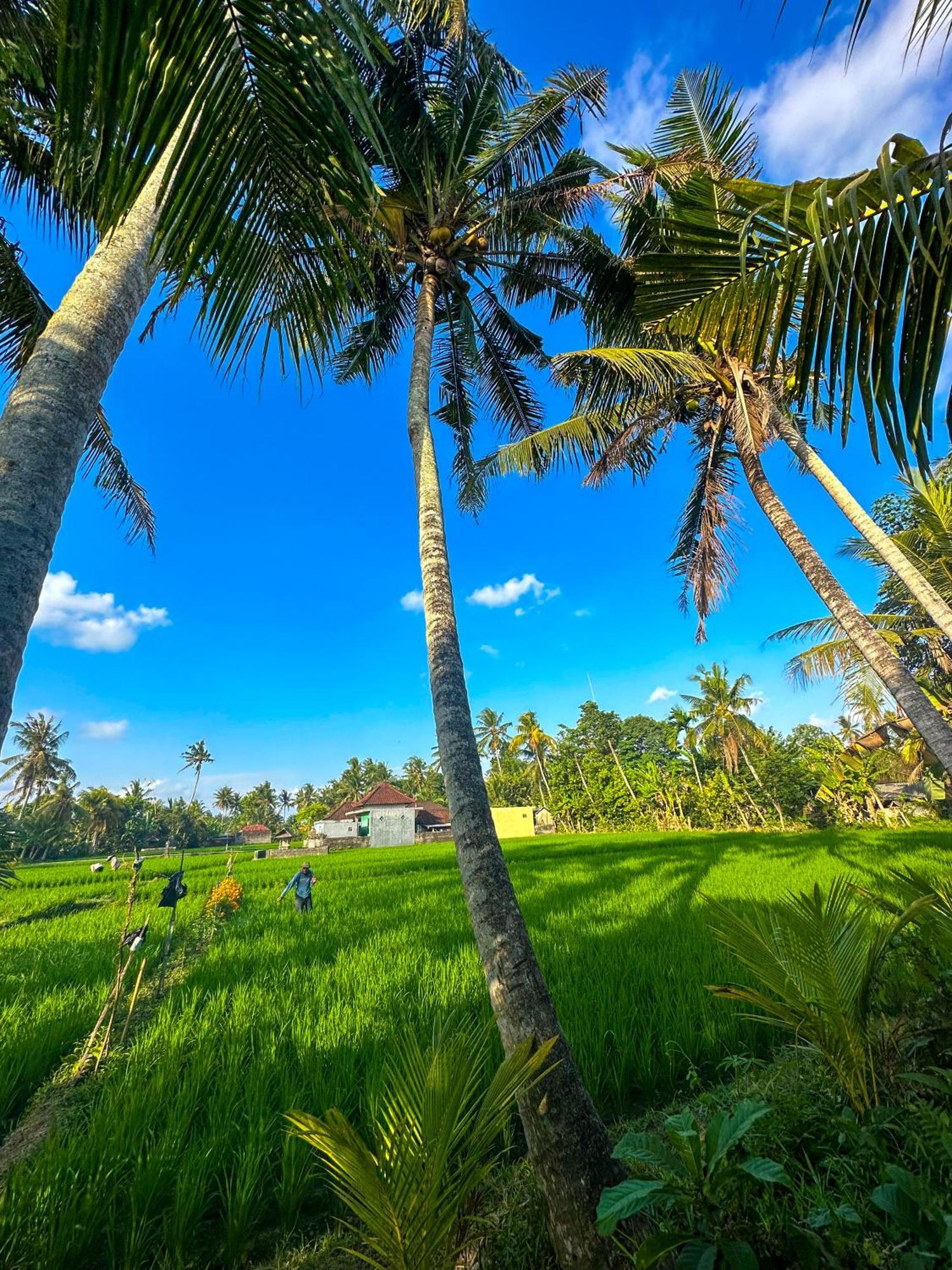 Nunu Bali Eco Friendly Retreat Otel Canggu Dış mekan fotoğraf