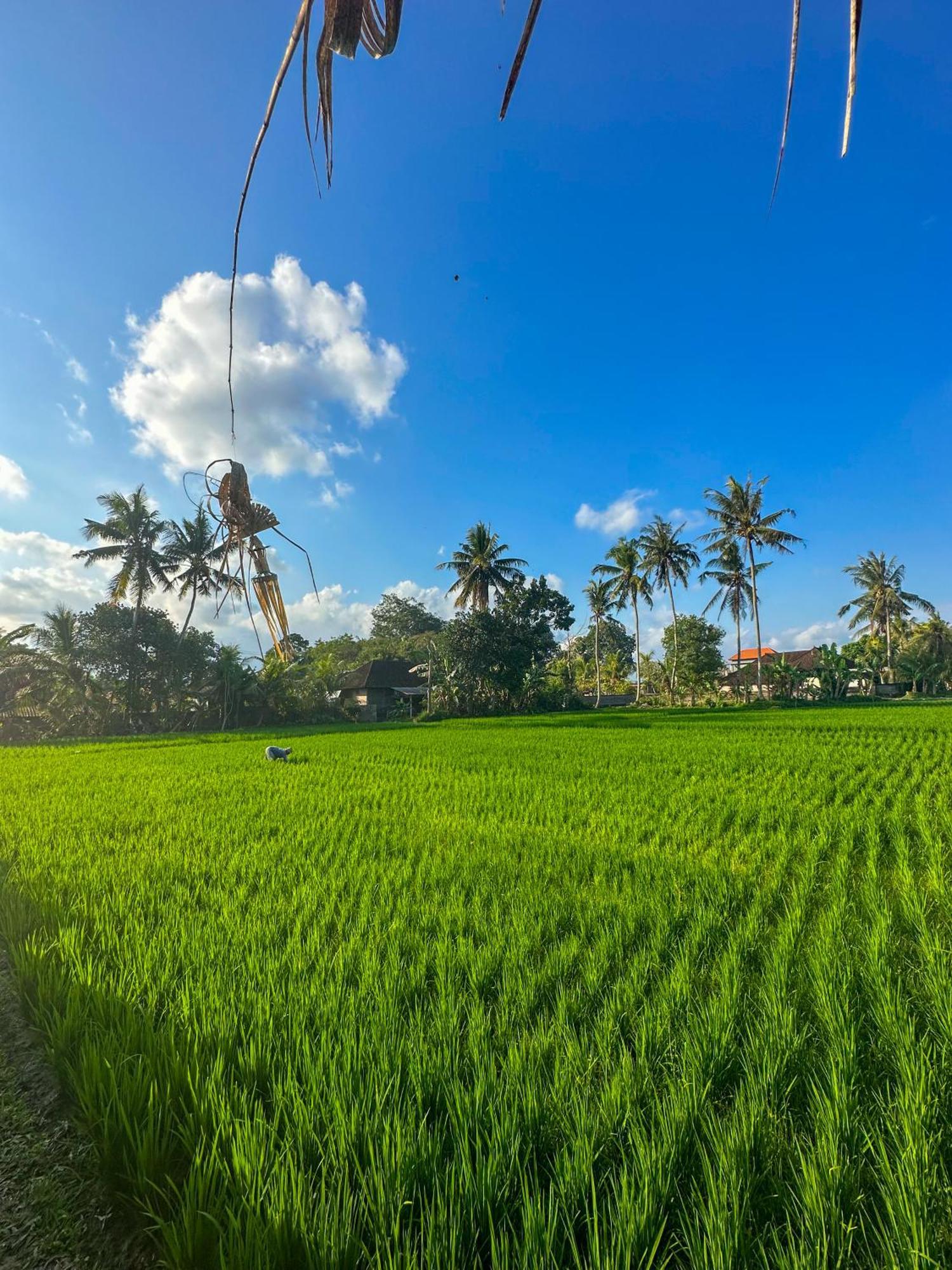 Nunu Bali Eco Friendly Retreat Otel Canggu Dış mekan fotoğraf